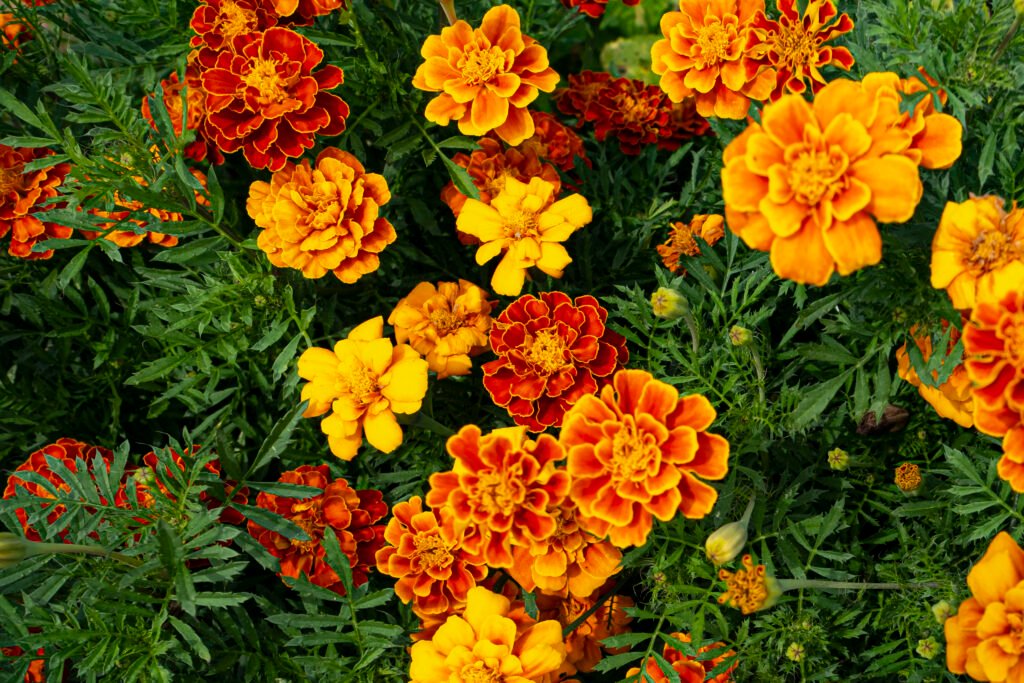 Marigolds by Erin Quinn