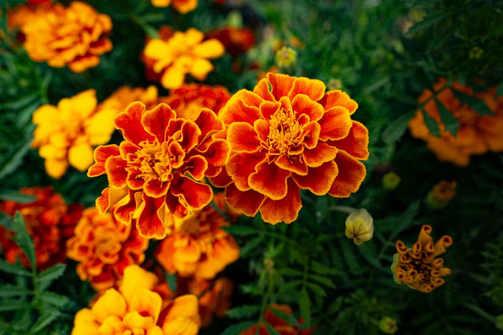 Marigold Pair by Erin Quinn