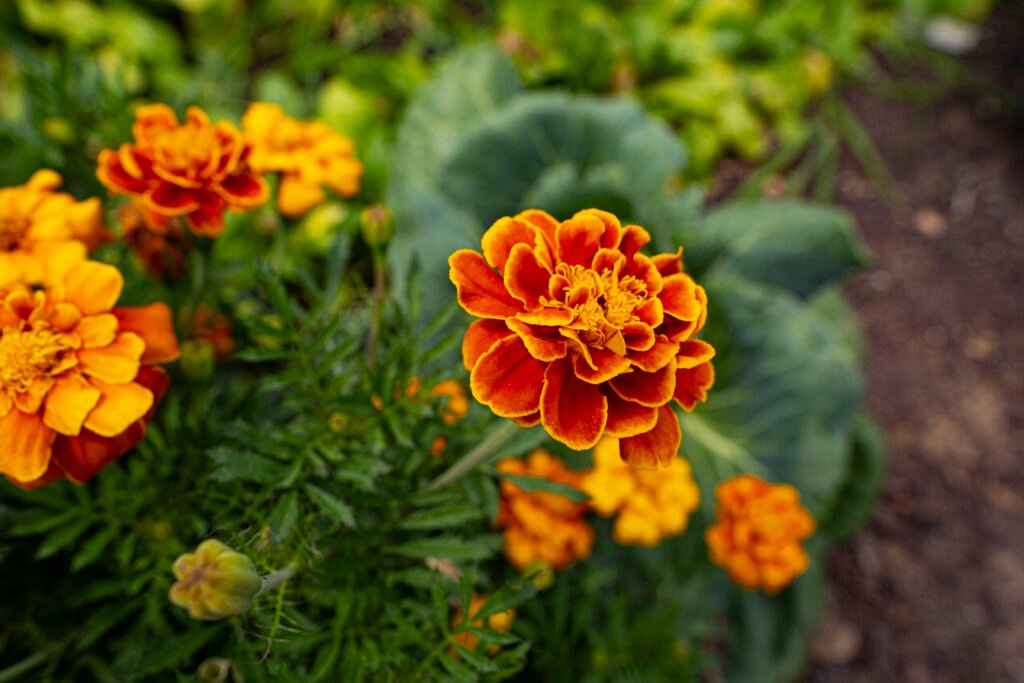 marigold in front of cabbage
