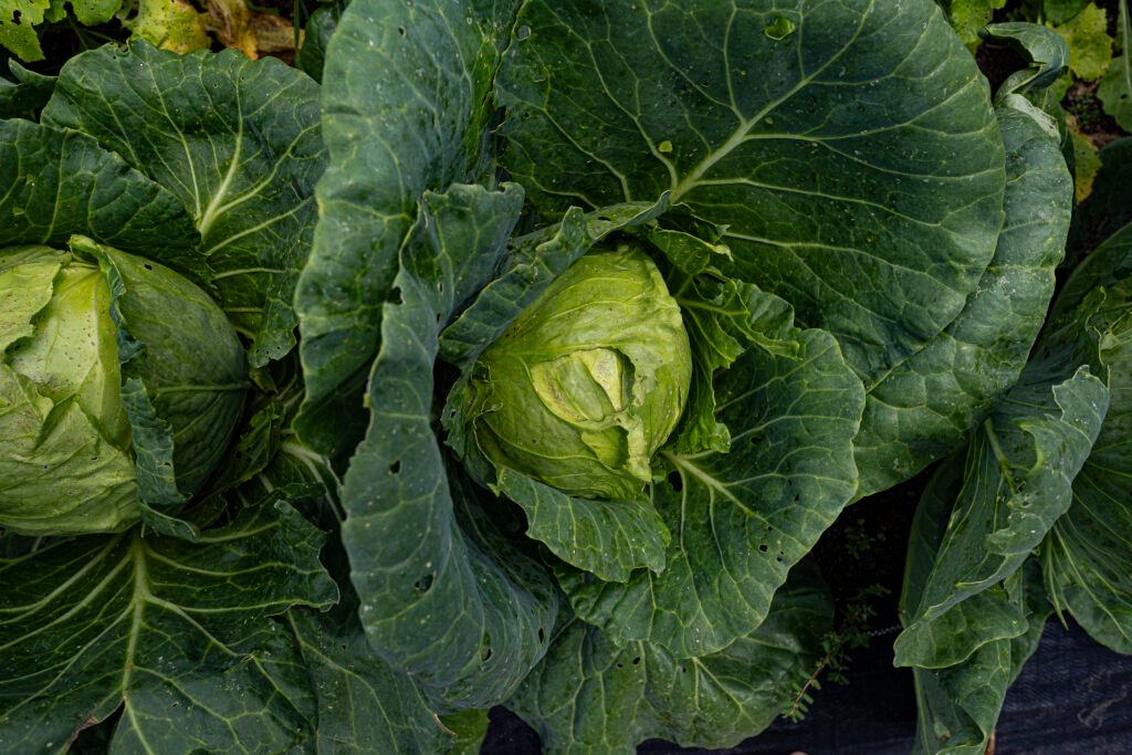 Cabbage by Erin Quinn