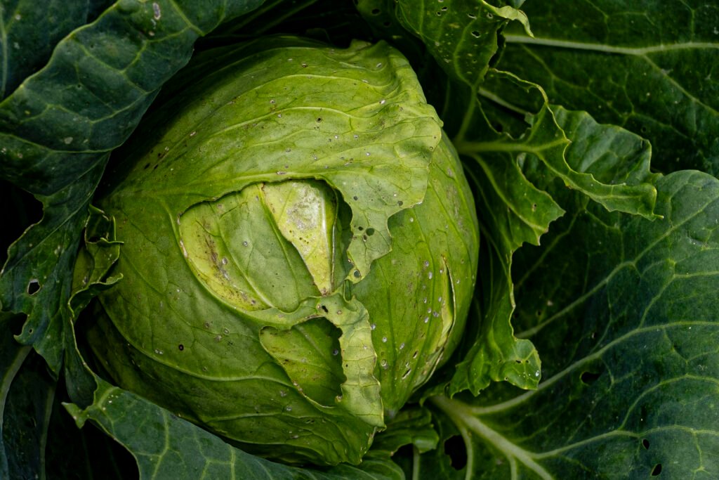 "Cabbage Head" by Erin Quinn
