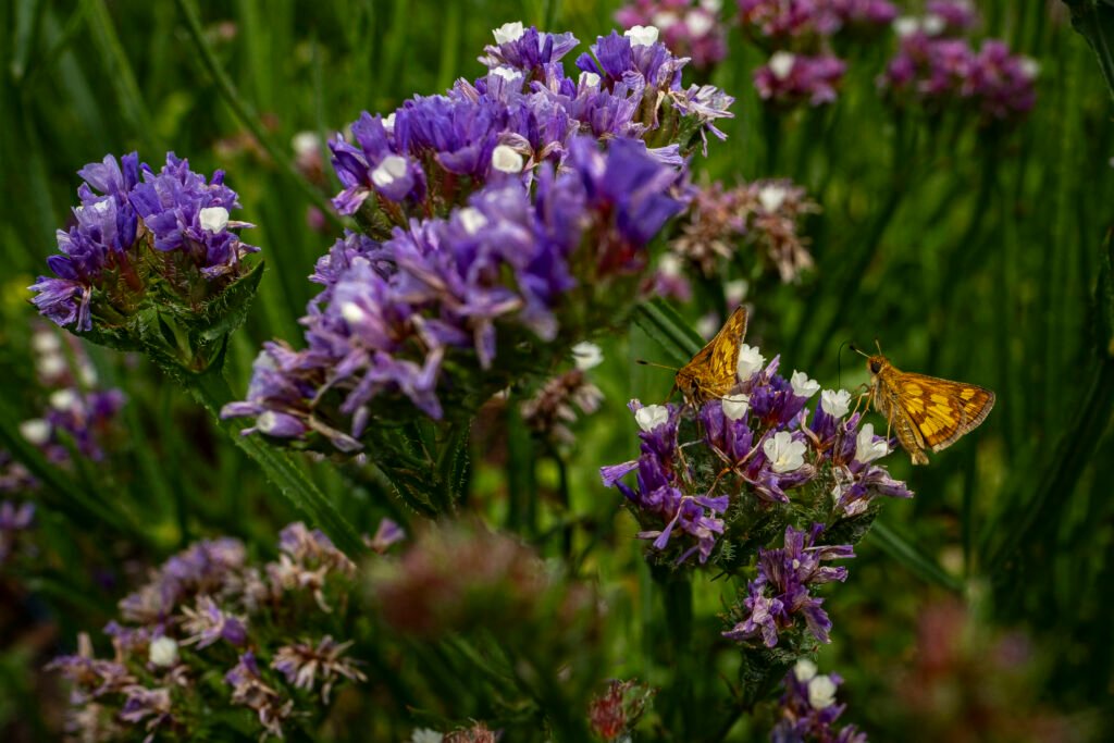 "Beneficial Insects" by Erin Quinn