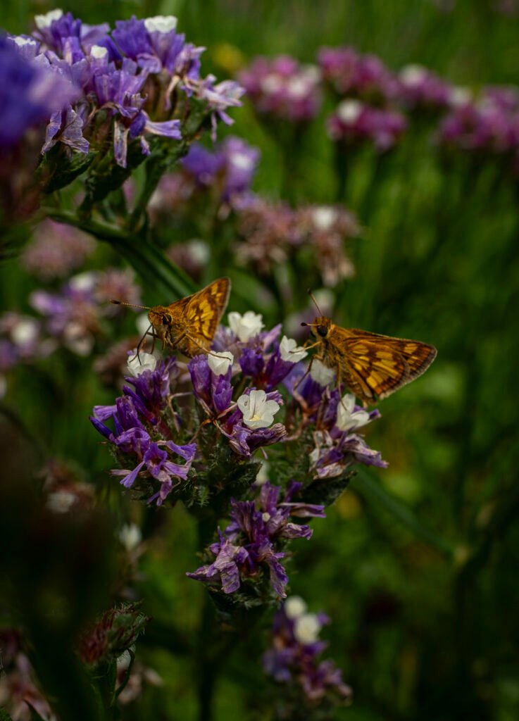 Moth Flower by Erin Quinn