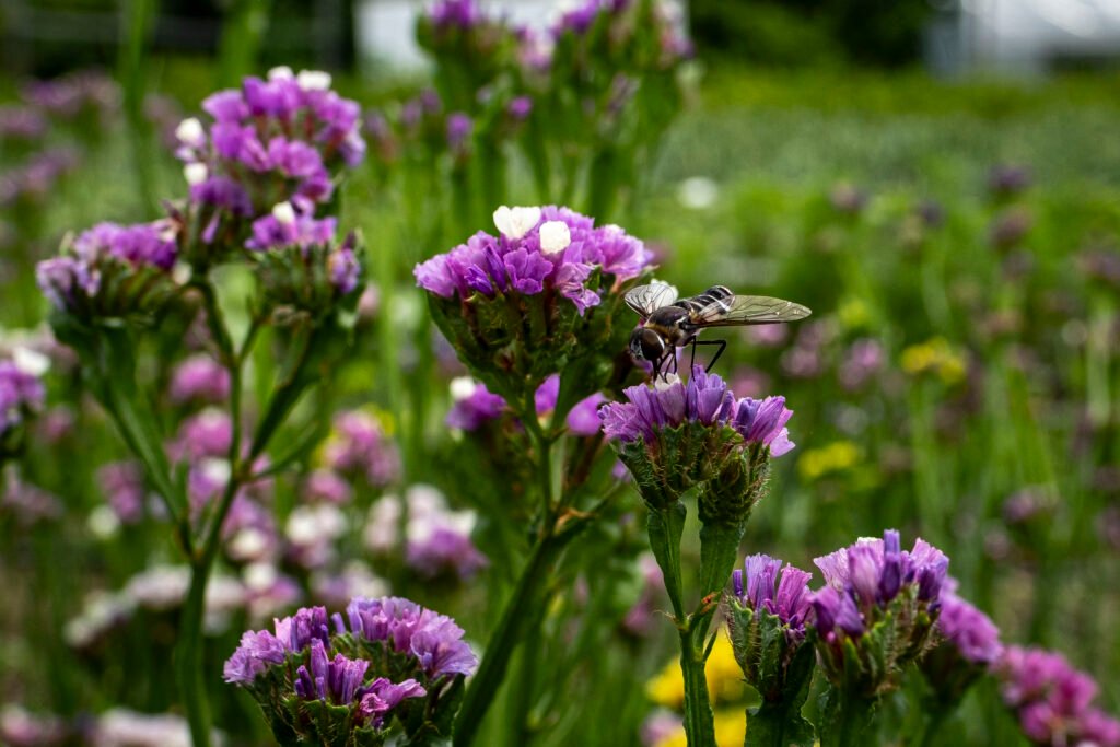 "Flower Food" by Erin Quinn