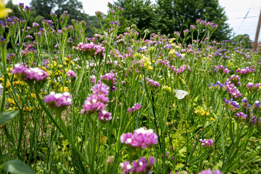 "Flower Field" by Erin Quinn