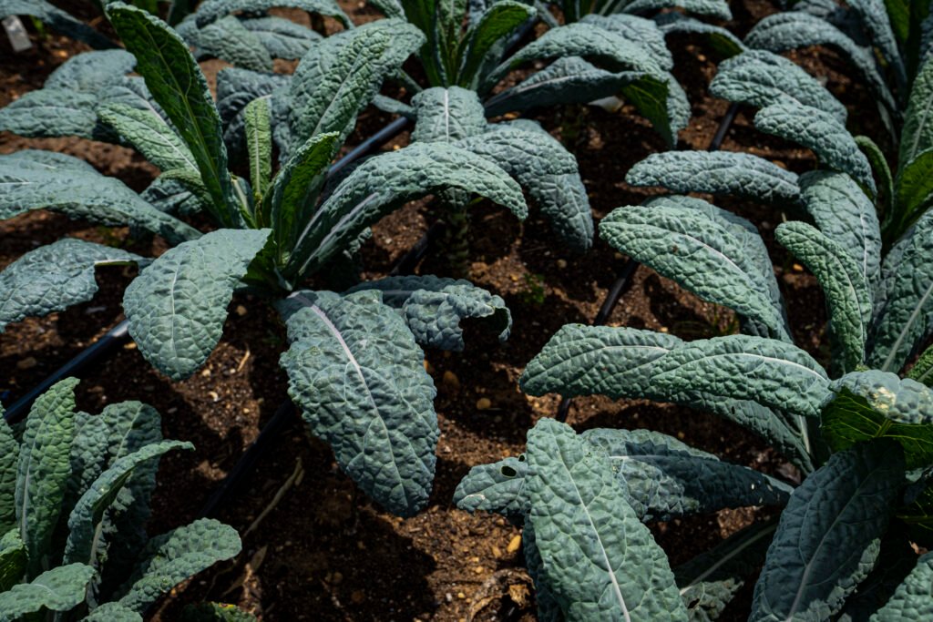 Kale field by Erin Quinn