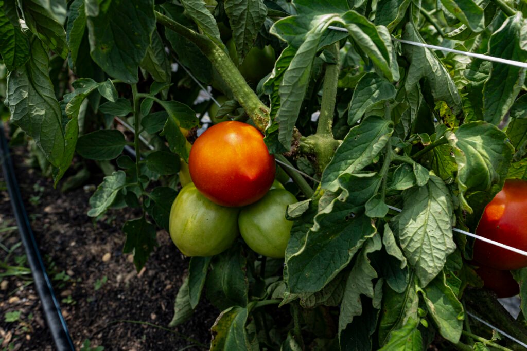 Tomato Vine by Erin Quinn