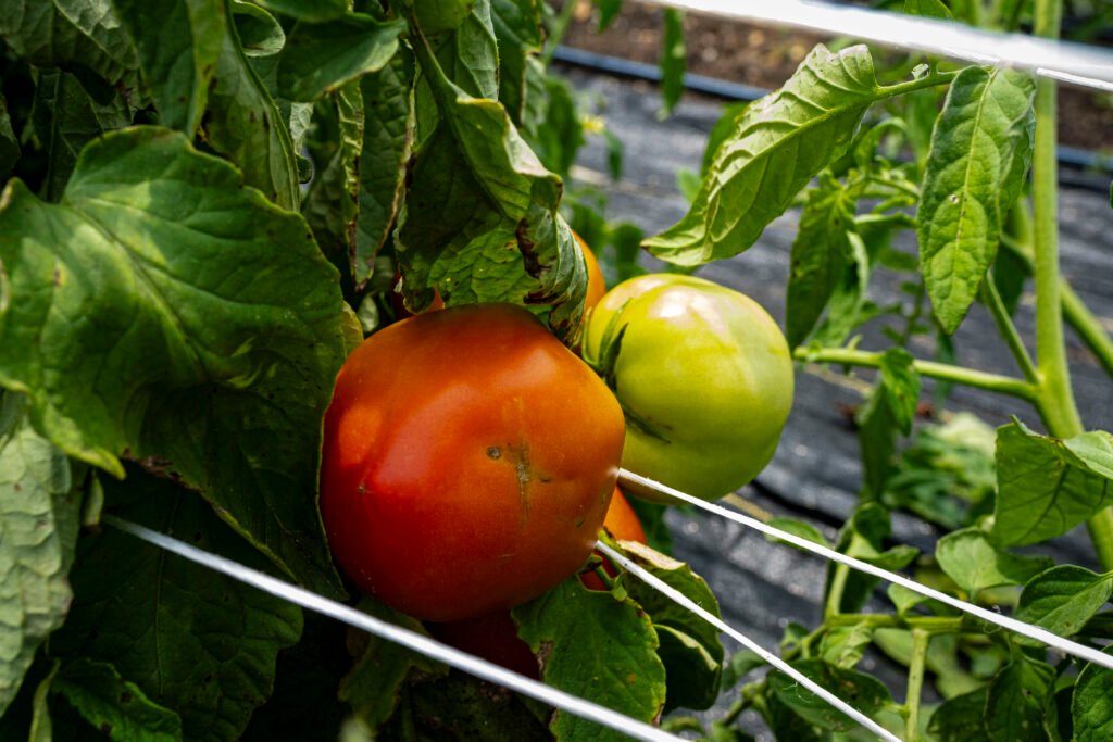 "Tomato Trellis" by Erin Quinn