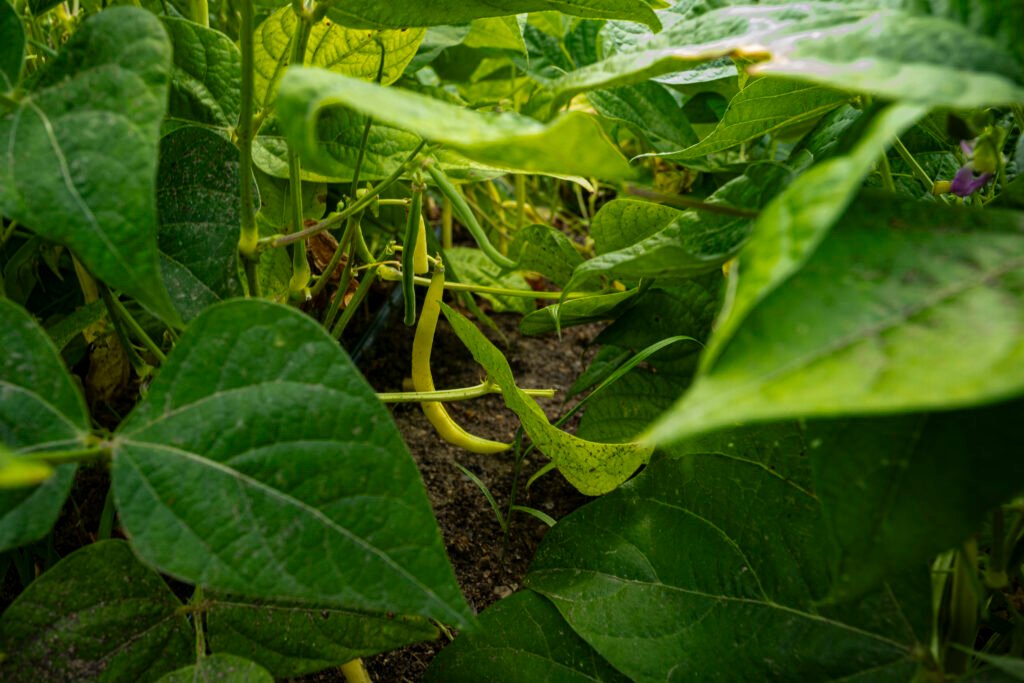 "Bean Bush" by Erin Quinn