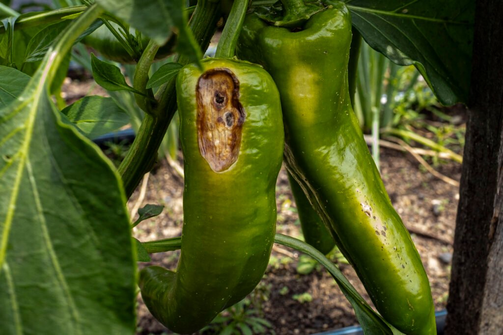 Pepper Problems by Erin Quinn