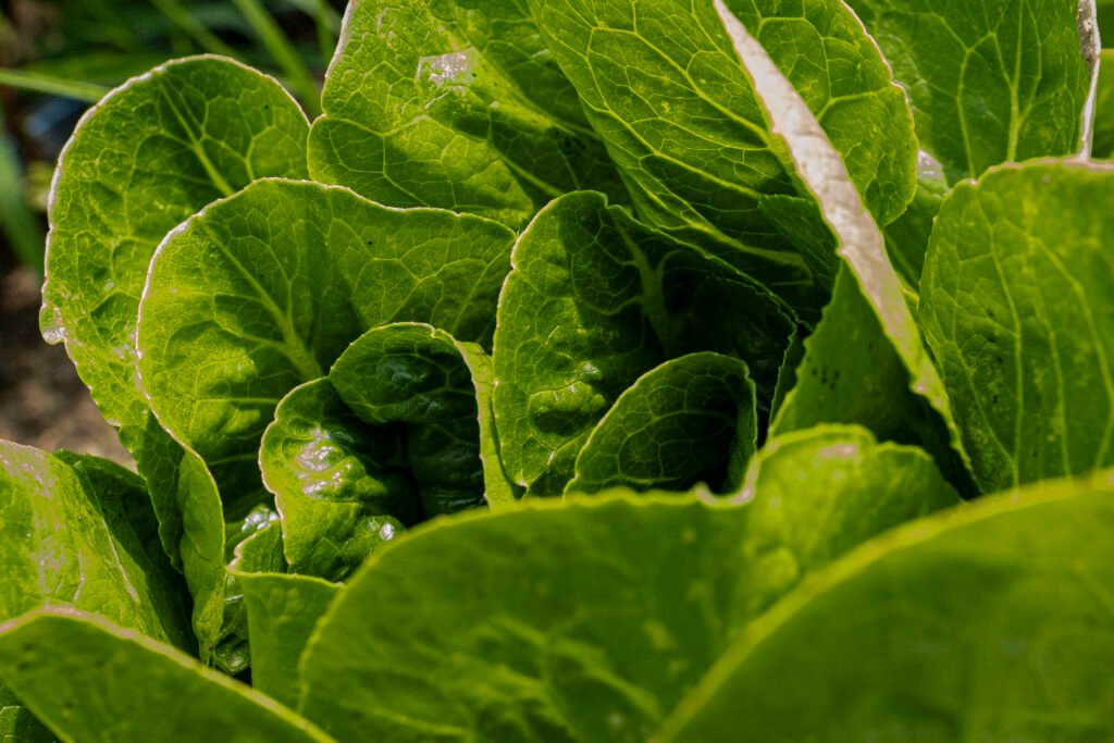 "Lettuce Farm" by Erin Quinn