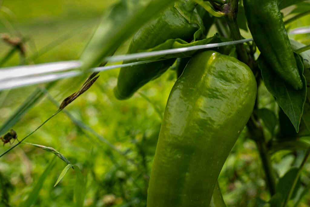 "Pepper Trellis" by Erin Quinn