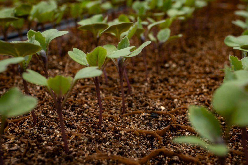 "Seed Starts" by Erin Quinn