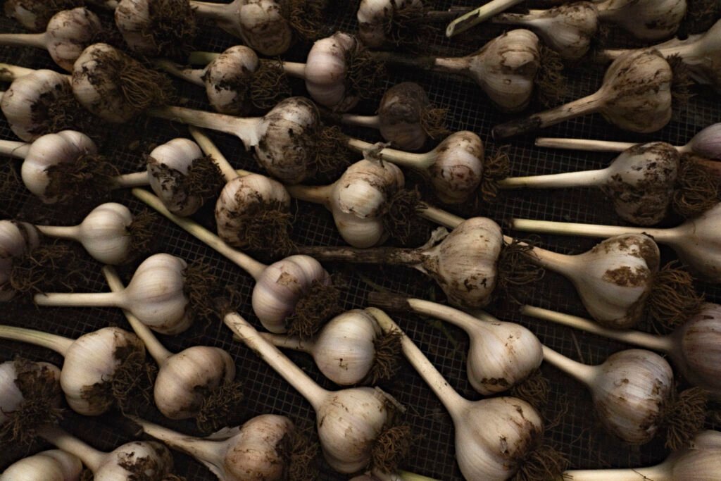 "Garlic" by Erin Quinn