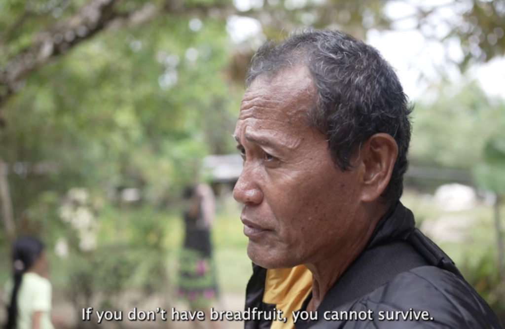 Breadfruit Farming in Chuuk, Micronesia by Erin Quinn